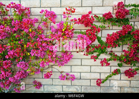 Bouganvillea fiorisce sulle pareti di questo quartiere residenziale di Palm Springs, California. Foto Stock