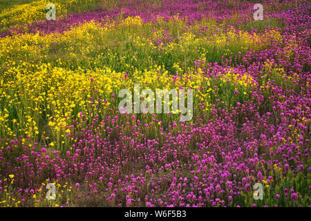 Giallo margherite di collina e di magenta il gufo di tappeto di trifoglio California's Carrizo Plain monumento nazionale durante il 2019 primavera Super Bloom. Foto Stock