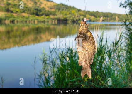 Catturati carp appeso su di una linea di pesca con un gancio, Lago Eymir, Ankara, Turchia Foto Stock