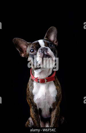 Closeup ritratto della bella Boston Terrier di pura razza faccia buffa Foto Stock