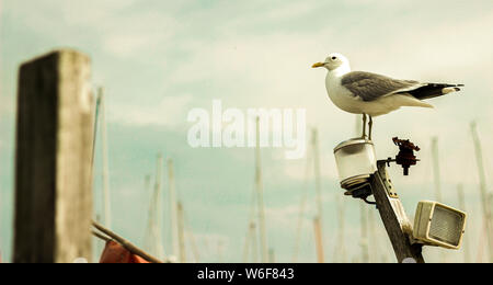 Seagull in piedi alto e pieno di orgoglio su un palo di legno nel porto di fronte a un cielo blu. Foto Stock