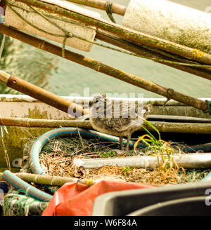 Baby seagull (bird) passeggiate intorno al suo nido costruire in una barca abbandonata. Foto Stock