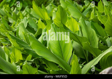 Curcuma Farm,la curcuma è una pianta flowering, Curcuma longa della famiglia di zenzero, Pokhara Nepal Foto Stock