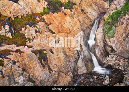 Sole primaverile su California il Monterey Bay sulla penisola di Monterey con orgoglio di fioritura e di Madera. Foto Stock