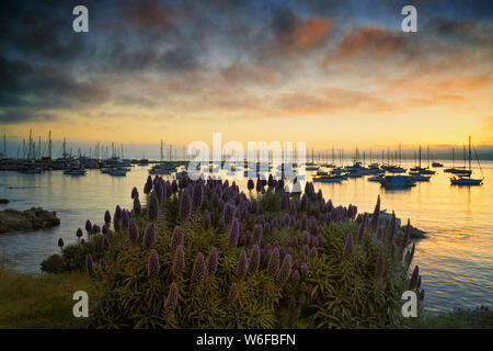 Sole primaverile su California il Monterey Bay sulla penisola di Monterey con orgoglio di fioritura e di Madera. Foto Stock