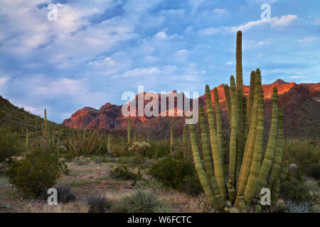 La multi armati tubazione di organo cactus prosperano lungo l'Arizona sud la maggior parte confine con il Messico nel Deserto di Sonora di organo a canne Cactus monumento Nat. Foto Stock