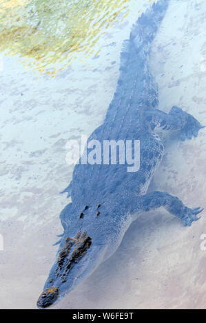 Un coccodrillo di acqua salata trovati gli Stati settentrionali di Australia, nella sua penna al giardino zoologico dell'Australia a Beerwah, sulla costa del sole nel Queensland, Australia Foto Stock