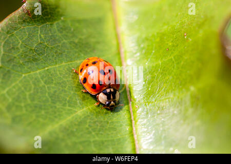 Asian multicolore Coccinella - Ladybug Harmonia axyridis passeggiate su una foglia. Foto Stock