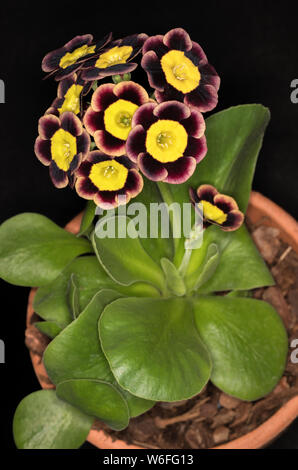 Primula padiglione auricolare 'amore Indiana chiamata' Foto Stock