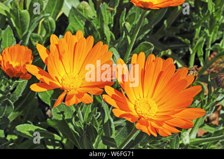 Le calendule piante in fioritura, calendula suffruticosa Foto Stock