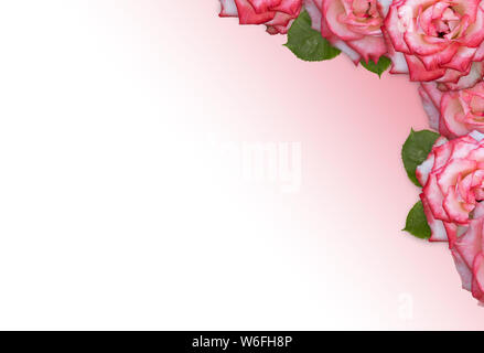 Rosa rosa telaio isolato rosa sul gradiente dello sfondo. Foto Stock