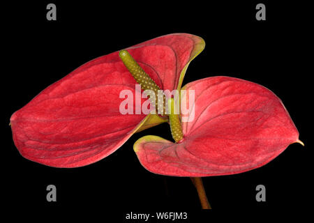 Primo piano di un rosso Anthurium andreanum 'Sweet Dream' su uno sfondo nero che mostra i dettagli Foto Stock