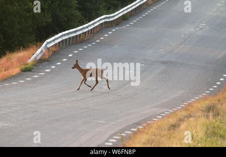 Capriolo sulla strada. Foto Stock