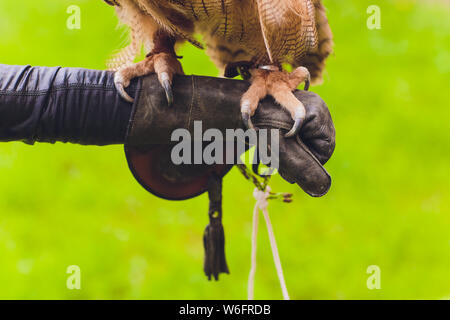 Gufo reale sbarcati sul falconer la mano. Foto Stock