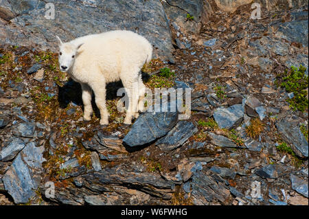 Close-up di una capra di montagna (Oreamnos americanus) kid nel Parco nazionale di Kenai Fjords in un assolato pomeriggio estivo nel centro-sud della Alaska Foto Stock