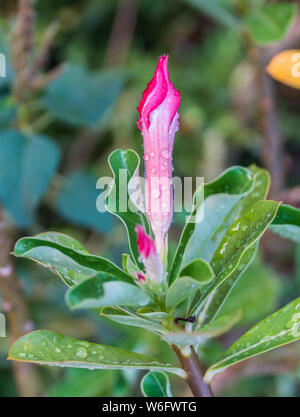 Bud fiore tropicale Adenium Rosa caduta di Pentecoste Foto Stock