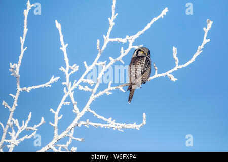 Northern Hawk Owl (Surnia ulula), noto per essere seduto sul più alto persico possibile mentre si cerca preda come voles che si muovono sotto. Questo si siede ... Foto Stock