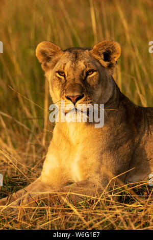 Primo piano della leonessa (Panthera leo) in macchina fotografica per l'osservazione dell'erba, Parco Nazionale di Serengeti; Tanzania Foto Stock