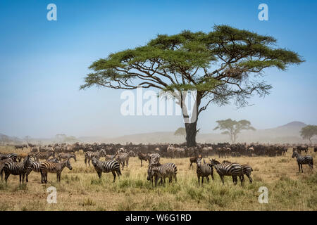 Confusione di Blue wildebeest (Connochaetes taurinus) in piedi sotto acacia con una mandria di pianure zebra (Equus quagga) vicino, Serengeti Nazionale ... Foto Stock