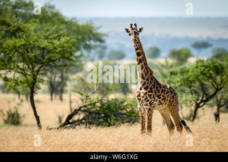 Masai giraffe (Giraffa camelopardalis tippelskirchii) si trova in erba da alberi, Parco Nazionale Serengeti; Tanzania Foto Stock