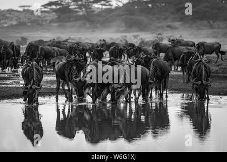 Confusione monocromo di wildebeest (Connochaetes taurinus) che beve dal torrente, Parco Nazionale di Serengeti; Tanzania Foto Stock