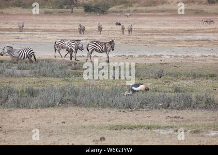 Allevamenti di Zebra come visto in Tangire National Park in Tanzania Africa orientale Foto Stock