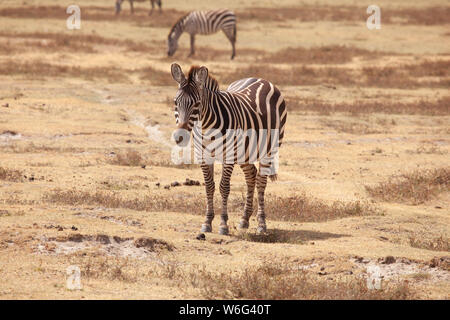 Allevamenti di Zebra come visto in Tangire National Park in Tanzania Africa orientale Foto Stock