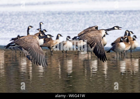 Le oche canadesi (Branta canadensis) che prendono il volo mentre altre stanno nell'acqua nello sfondo; Denver, Colorado, Stati Uniti d'America Foto Stock