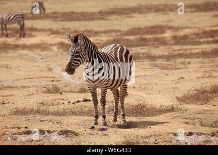 Allevamenti di Zebra come visto in Tangire National Park in Tanzania Africa orientale Foto Stock