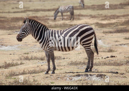 Allevamenti di Zebra come visto in Tangire National Park in Tanzania Africa orientale Foto Stock