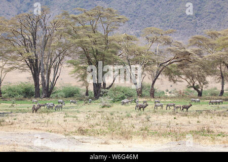 Allevamenti di Zebra come visto in Tangire National Park in Tanzania Africa orientale Foto Stock