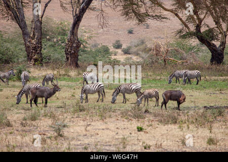 Allevamenti di Zebra come visto in Tangire National Park in Tanzania Africa orientale Foto Stock