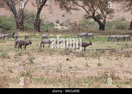 Allevamenti di Zebra come visto in Tangire National Park in Tanzania Africa orientale Foto Stock