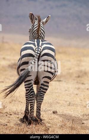 Allevamenti di Zebra come visto in Tangire National Park in Tanzania Africa orientale Foto Stock