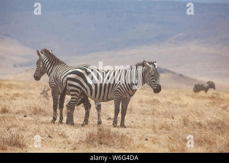 Allevamenti di Zebra come visto in Tangire National Park in Tanzania Africa orientale Foto Stock