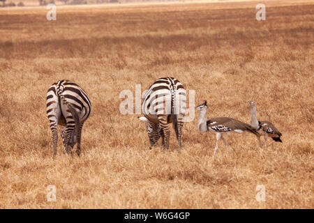 Allevamenti di Zebra come visto in Tangire National Park in Tanzania Africa orientale Foto Stock