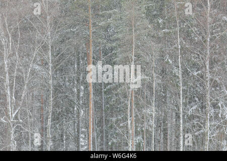 Il vento forte e la nevicata blizzard in foresta Foto Stock