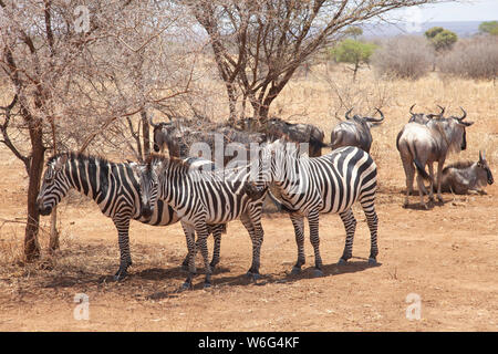 Allevamenti di Zebra come visto in Tangire National Park in Tanzania Africa orientale Foto Stock