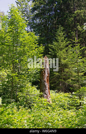 Tiergehege bei Neuschönau, Nationalpark Bayerischer Wald, Bayern, Deutschland | zoo vicino Neuschönau, Parco Nazionale Bayerischer Wald, Baviera, Germania Foto Stock