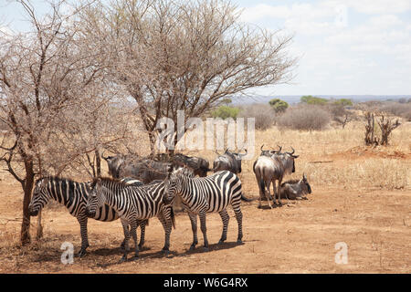 Allevamenti di Zebra come visto in Tangire National Park in Tanzania Africa orientale Foto Stock