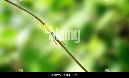 Close up red ant stick con albero in natura in Thailandia,red ant sui rami di alberi e sfocata verde sfondo naturale. Foto Stock