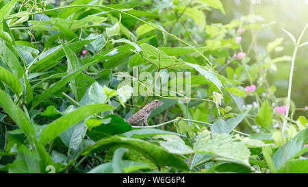 Chameleon sull'albero dietro le foglie verdi.Oriental Garden lucertola, giardino orientale lizard nella foresta, Chameleon sui rami nella foresta. Foto Stock