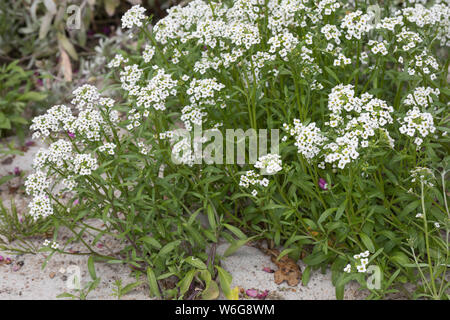 Strand-Silberkraut, Silberkraut, Strandsilberkraut, Strandkresse, Strand-Kresse, Lobularia maritima, Alyssum maritimum, dolce Alison, dolce Alyssum, L Foto Stock