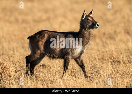 Femmina Defassa Waterbuck (Kobus ellissiprymnus) che attraversa la savana al sole, Serengeti; Tanzania Foto Stock