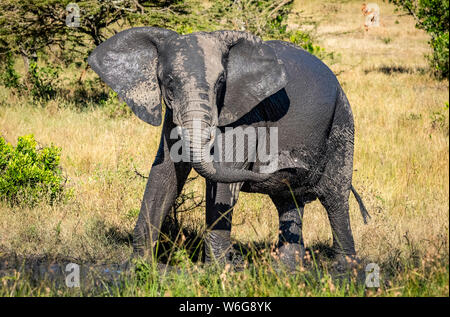 Il vitello dell'elefante (Loxodonta africana) si staglia l'acqua fangosa su se stesso, Serengeti; Tanzania Foto Stock