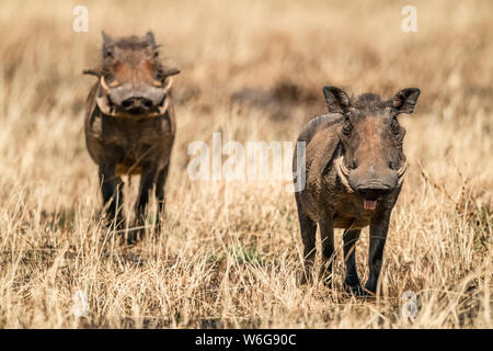 Warthog comune (Phacochoerus africanus) occhi macchina fotografica con un altro dietro, Serengeti; Tanzania Foto Stock