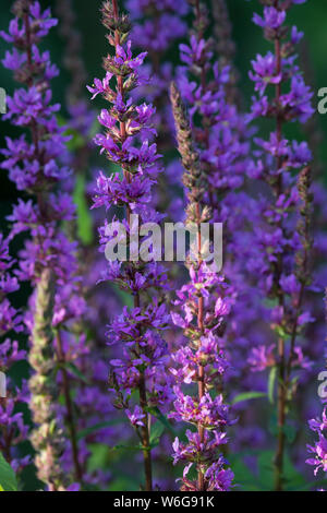 Blutweiderich, Blut-Weiderich, Gewöhnlicher Blutweiderich, Lythrum salicaria, Viola Loosestrife, Loosestrife Spiked, viola lythrum, lythrum, La Sali Foto Stock