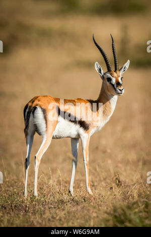 La gazzella di Thomson (Eudorcas thomsonii) si trova sulla testa di tornitura dell'erba, Serengeti; Tanzania Foto Stock