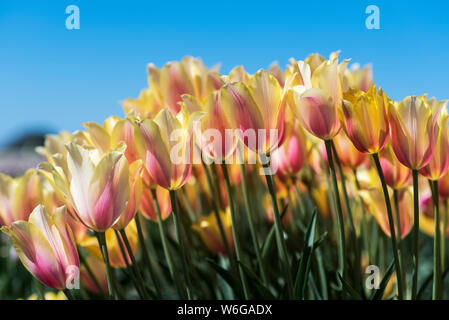 I tulipani fioriscono in una fattoria di tulipani; Woodburn, Oregon, Stati Uniti d'America Foto Stock