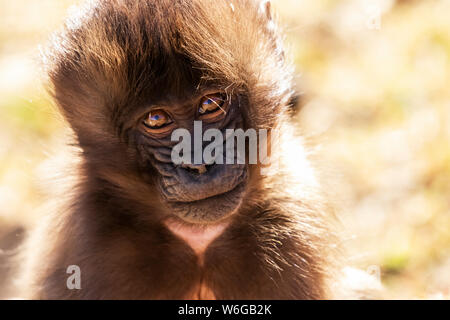 Gelada baby (Theropithecus gelada), Parco Nazionale di Simien; Regione di Amhara, Etiopia Foto Stock